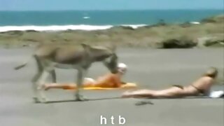 Cutie xoruz sormağı sevir